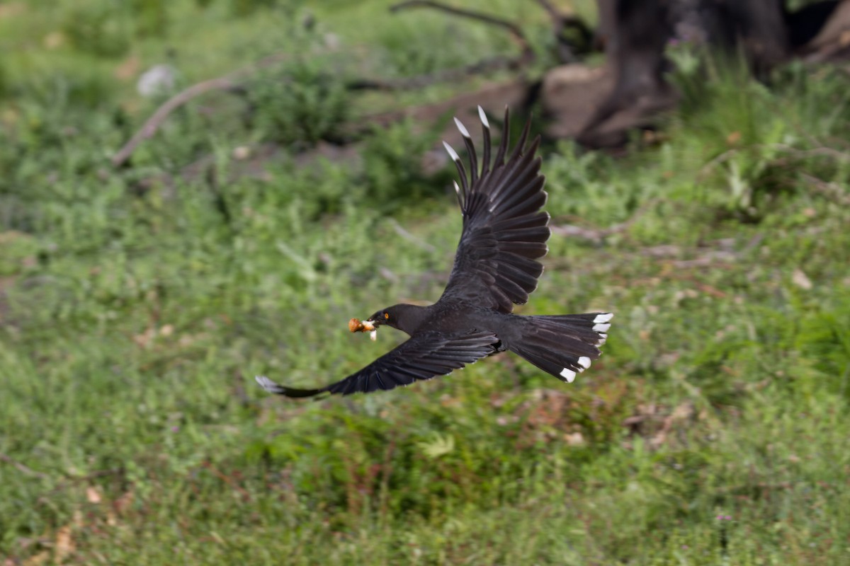 Black Currawong - ML646720370