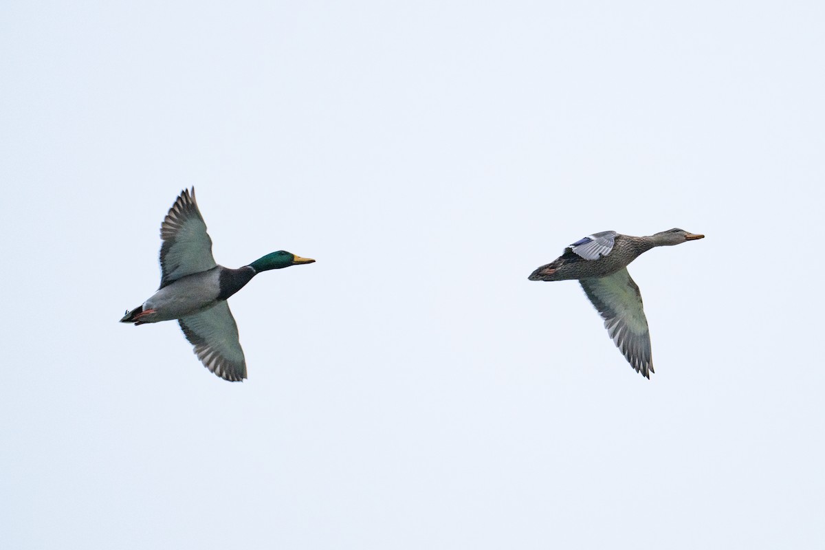 Mallard - ML646720371