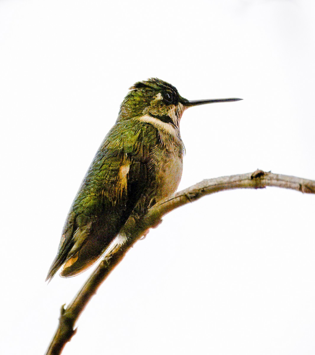 Colibri à gorge rubis - ML646720372