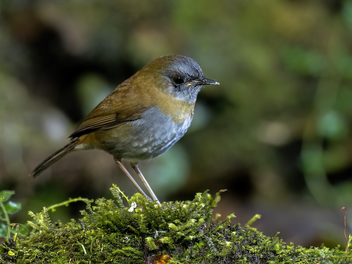 Black-billed Nightingale-Thrush - ML646720373