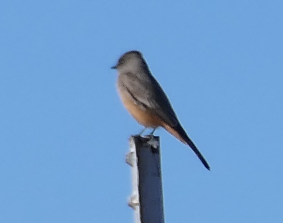 brunfibi - ML646720374