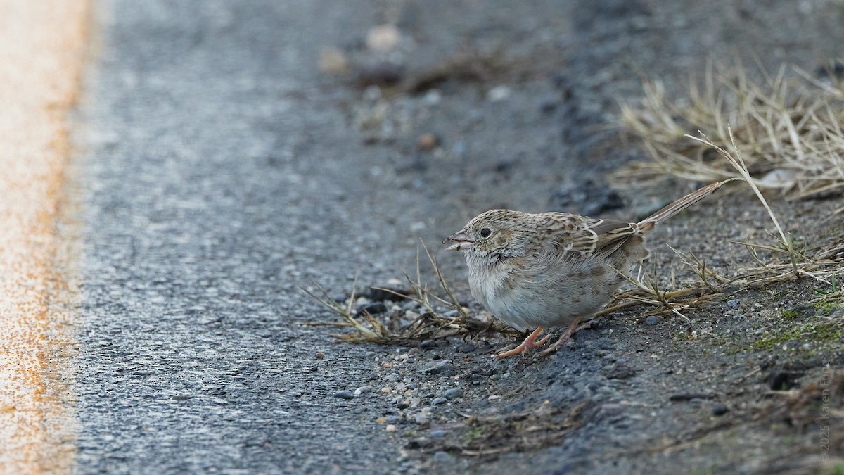 Колорадская овсянка - ML646720376
