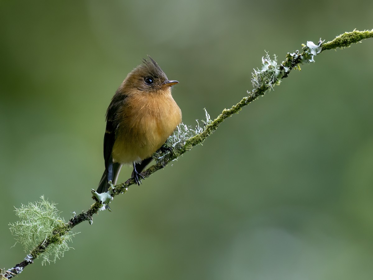 Tufted Flycatcher - ML646720378