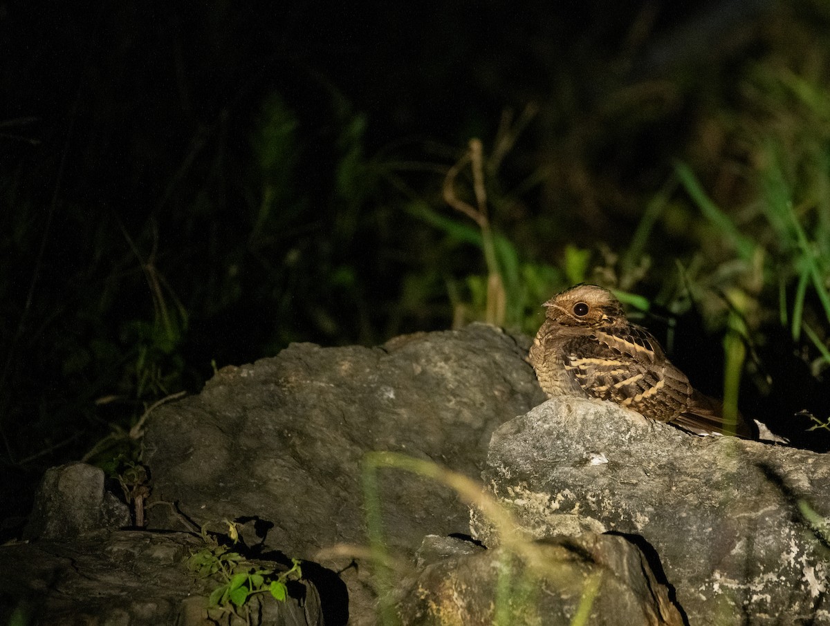 Langschwanz-Nachtschwalbe - ML646720379