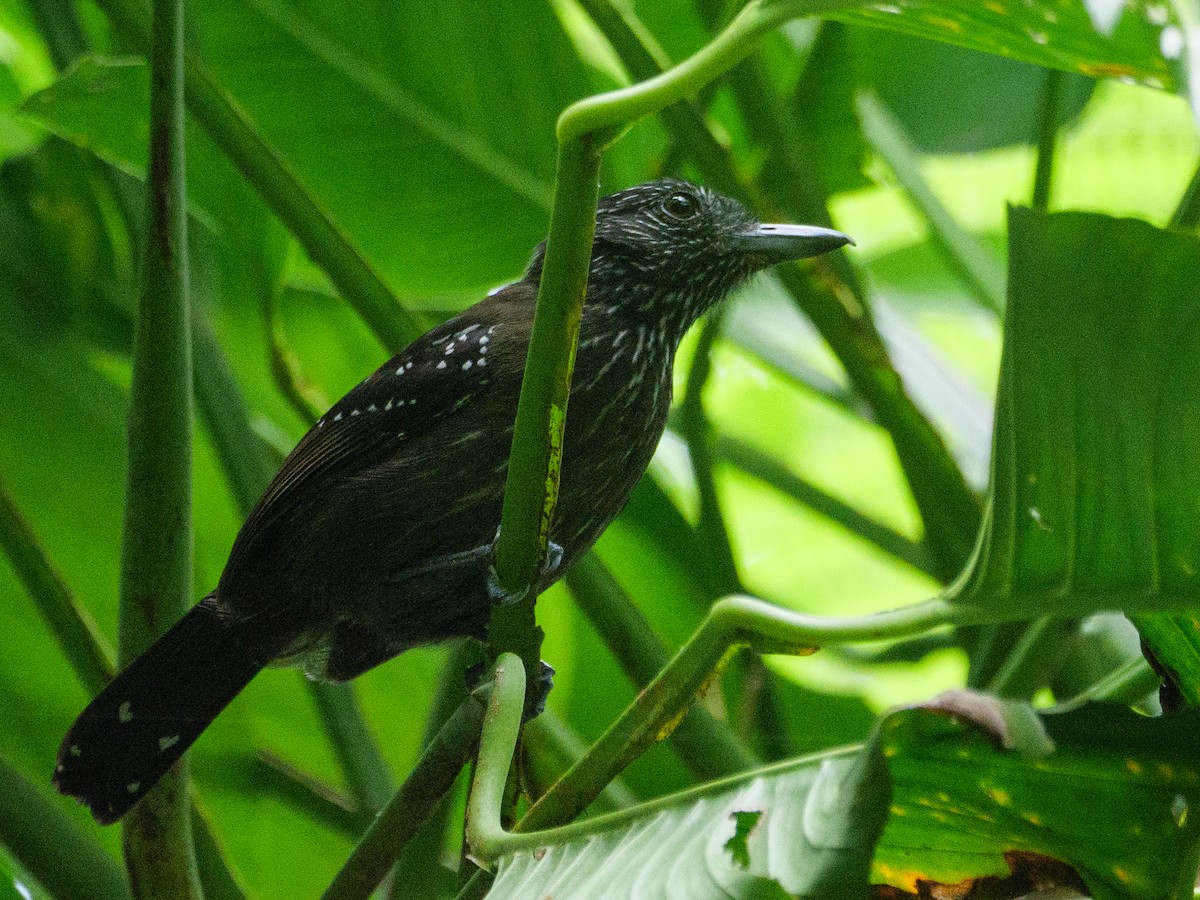 Black-hooded Antshrike - ML646720380