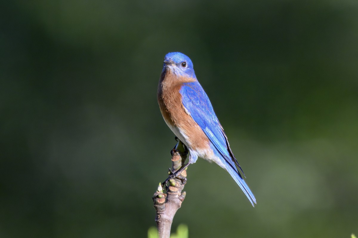 Eastern Bluebird - ML646720381
