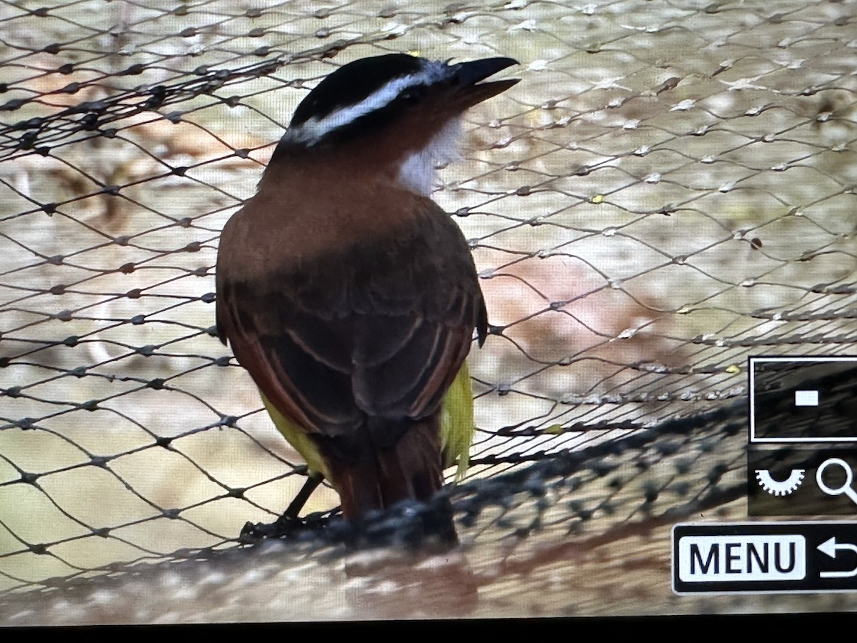 Büyük Kiskadi Tiranı - ML646720382