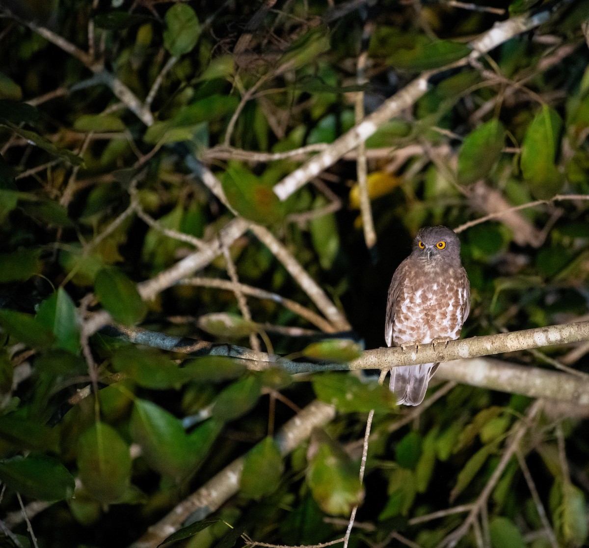 Falkenkauz - ML646720383