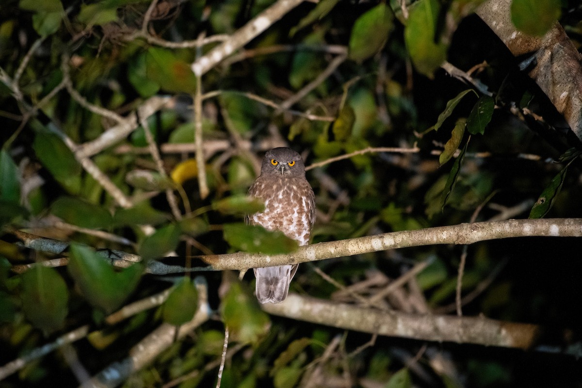 Falkenkauz - ML646720384