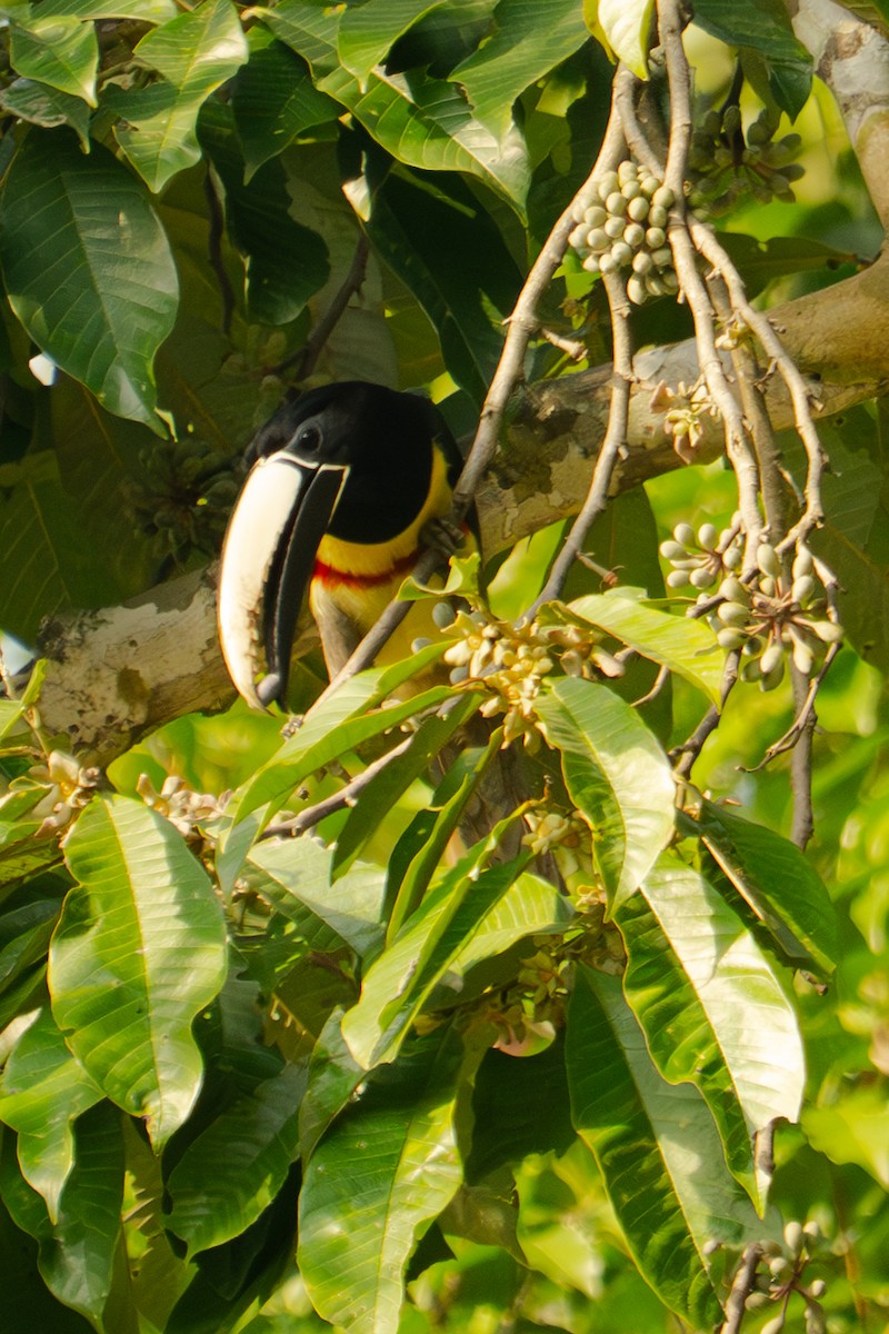 Black-necked Aracari - ML646720385