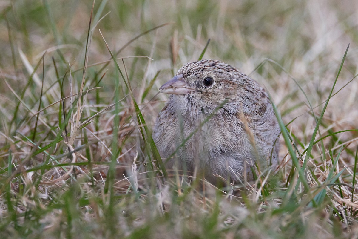Колорадская овсянка - ML646720386