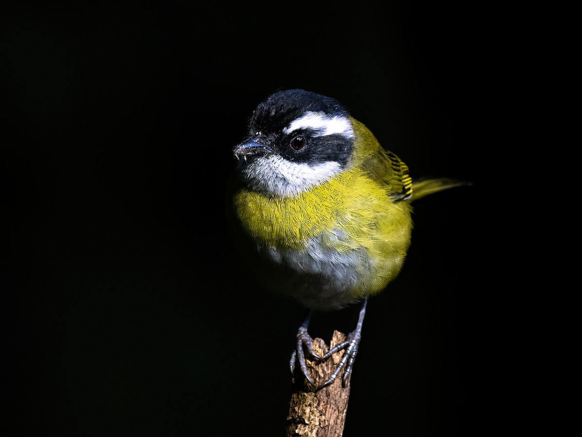 Sooty-capped Chlorospingus - ML646720388