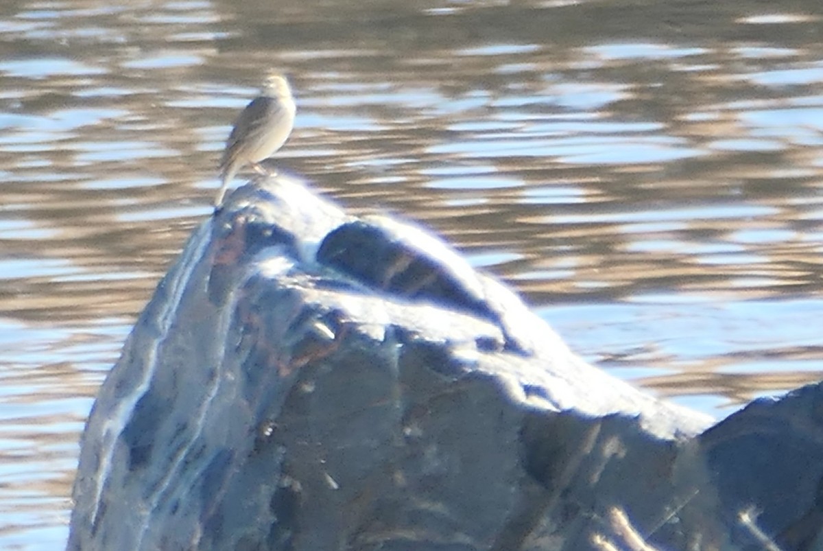 kanadapiplerke - ML646720389