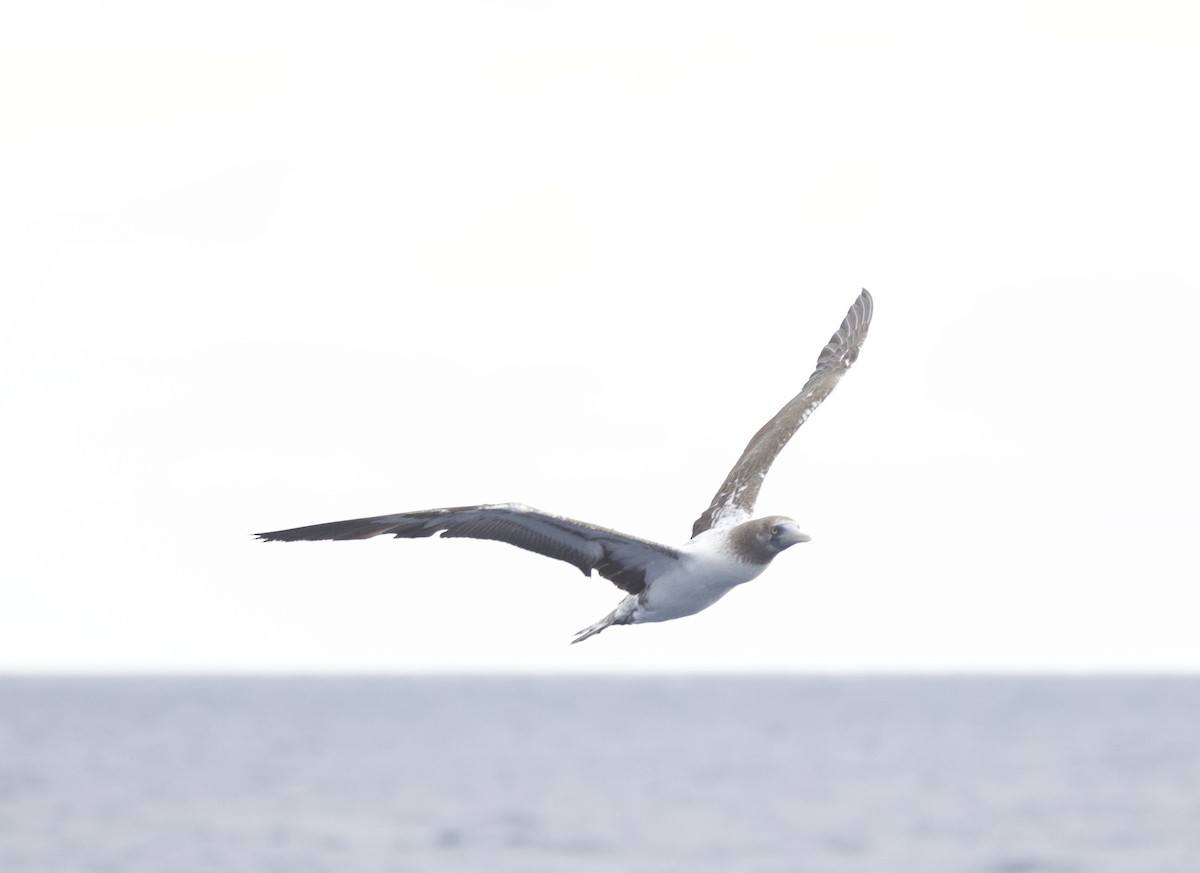 Maskeli Sümsük - ML646720390