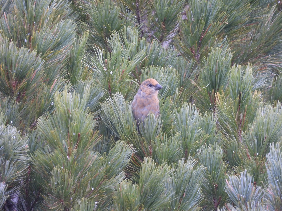 Pine Grosbeak - ML646720392