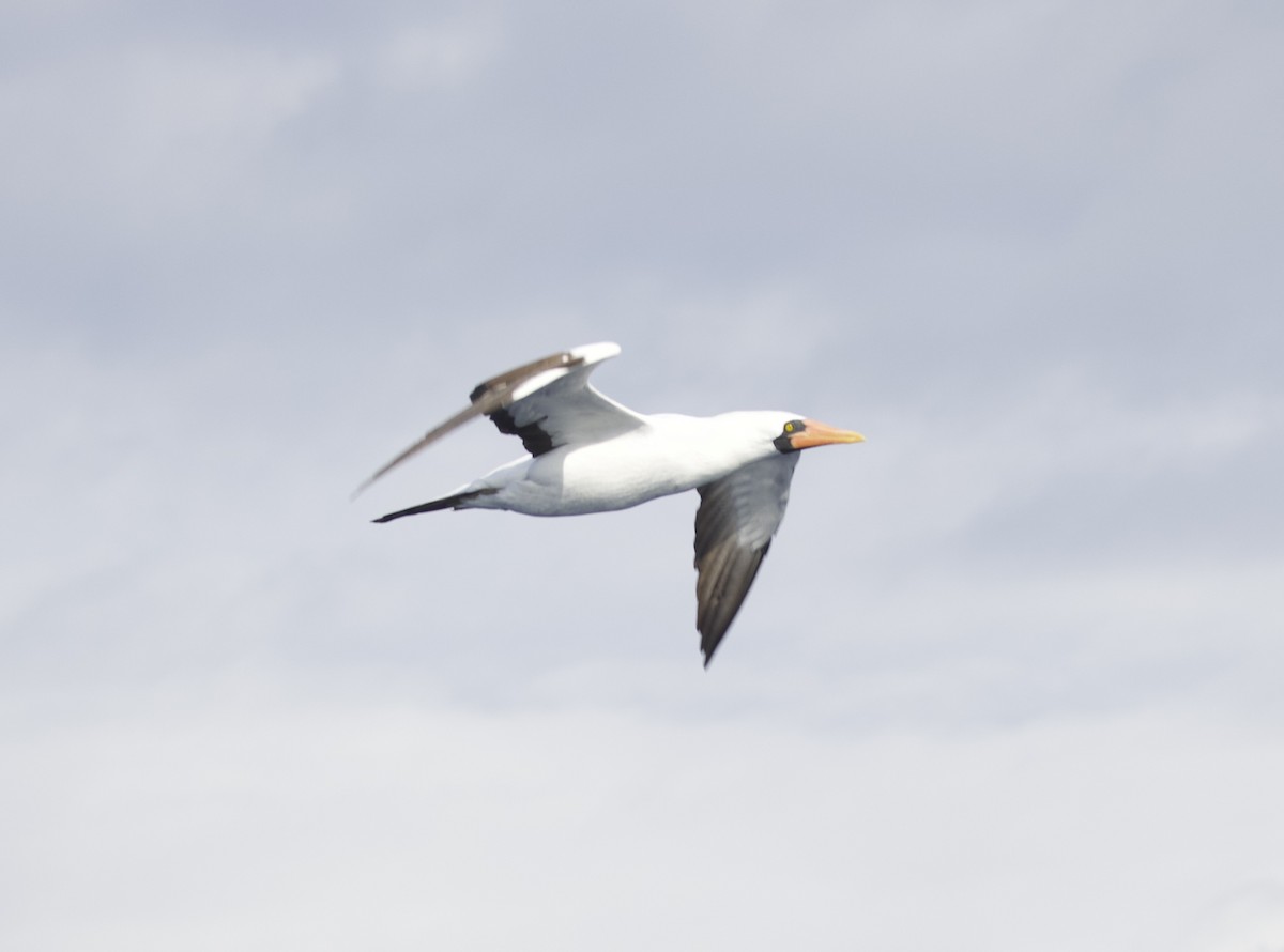 Nazca Booby - ML646720397