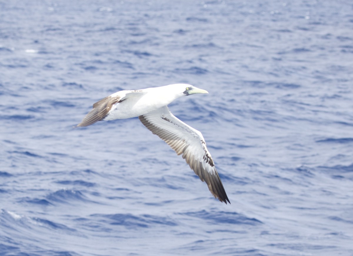 Maskeli Sümsük - ML646720398