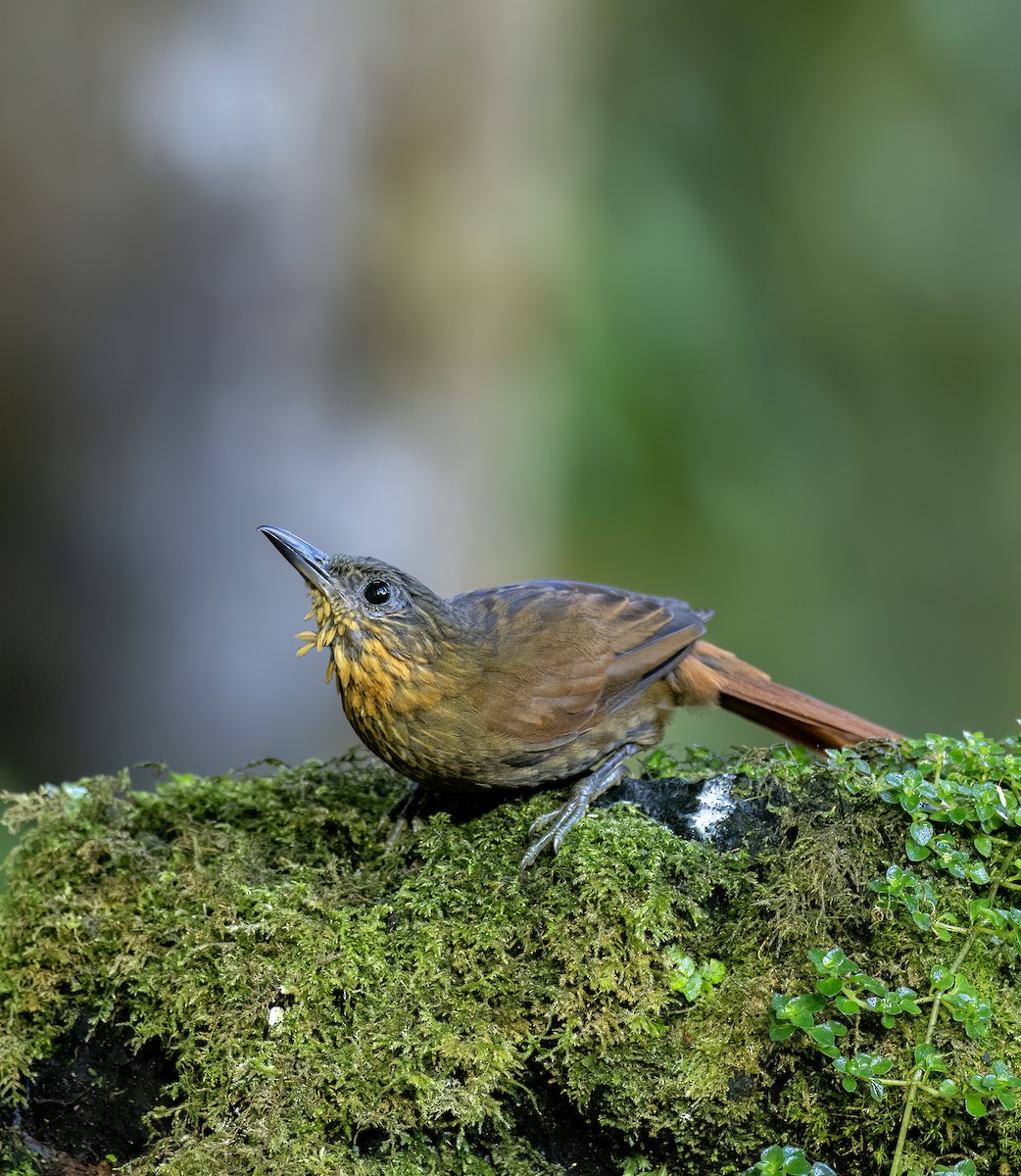 Streak-breasted Treehunter - ML646720400
