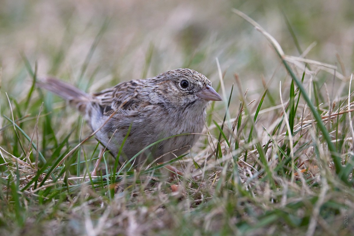 Колорадская овсянка - ML646720402