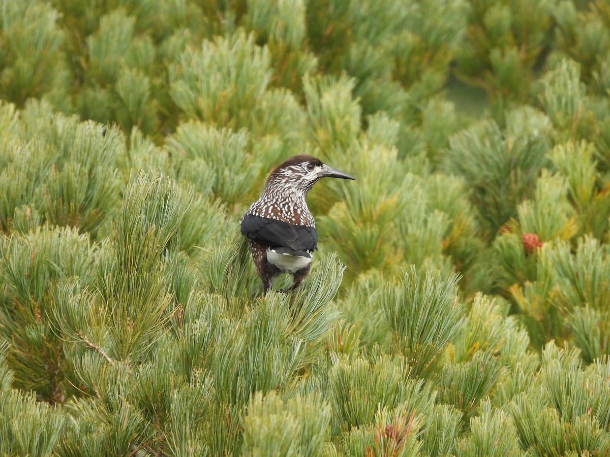 Northern Nutcracker - ML646720403