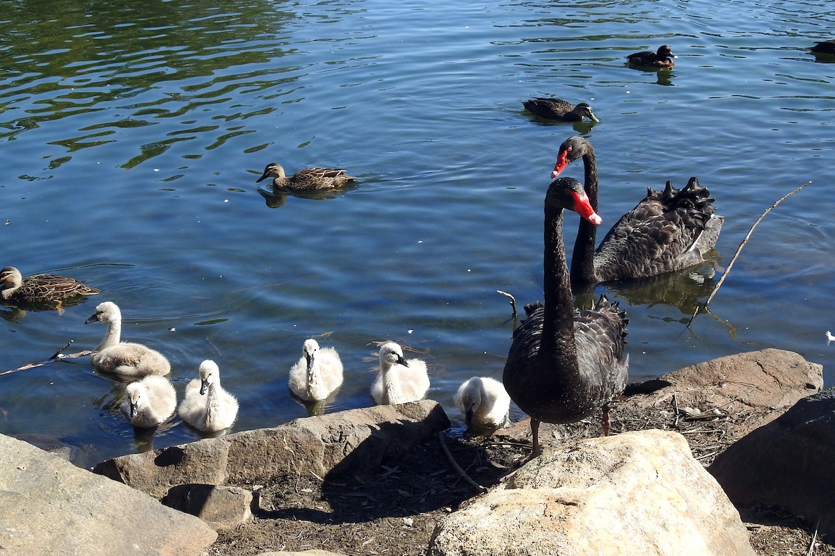 コクチョウ - ML646720405