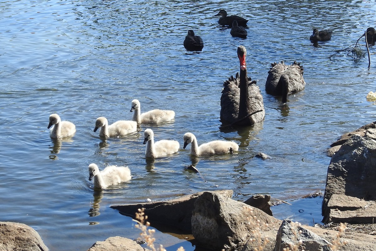 コクチョウ - ML646720406