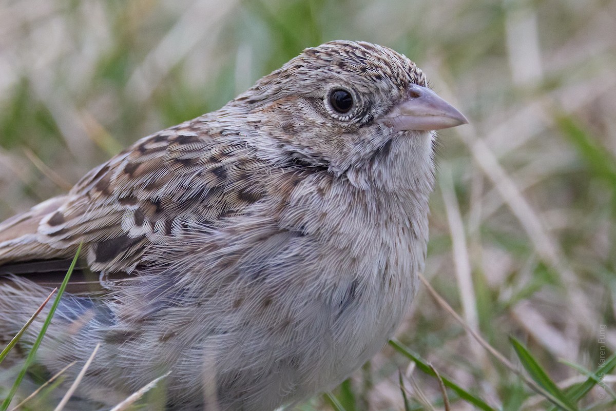 Колорадская овсянка - ML646720409