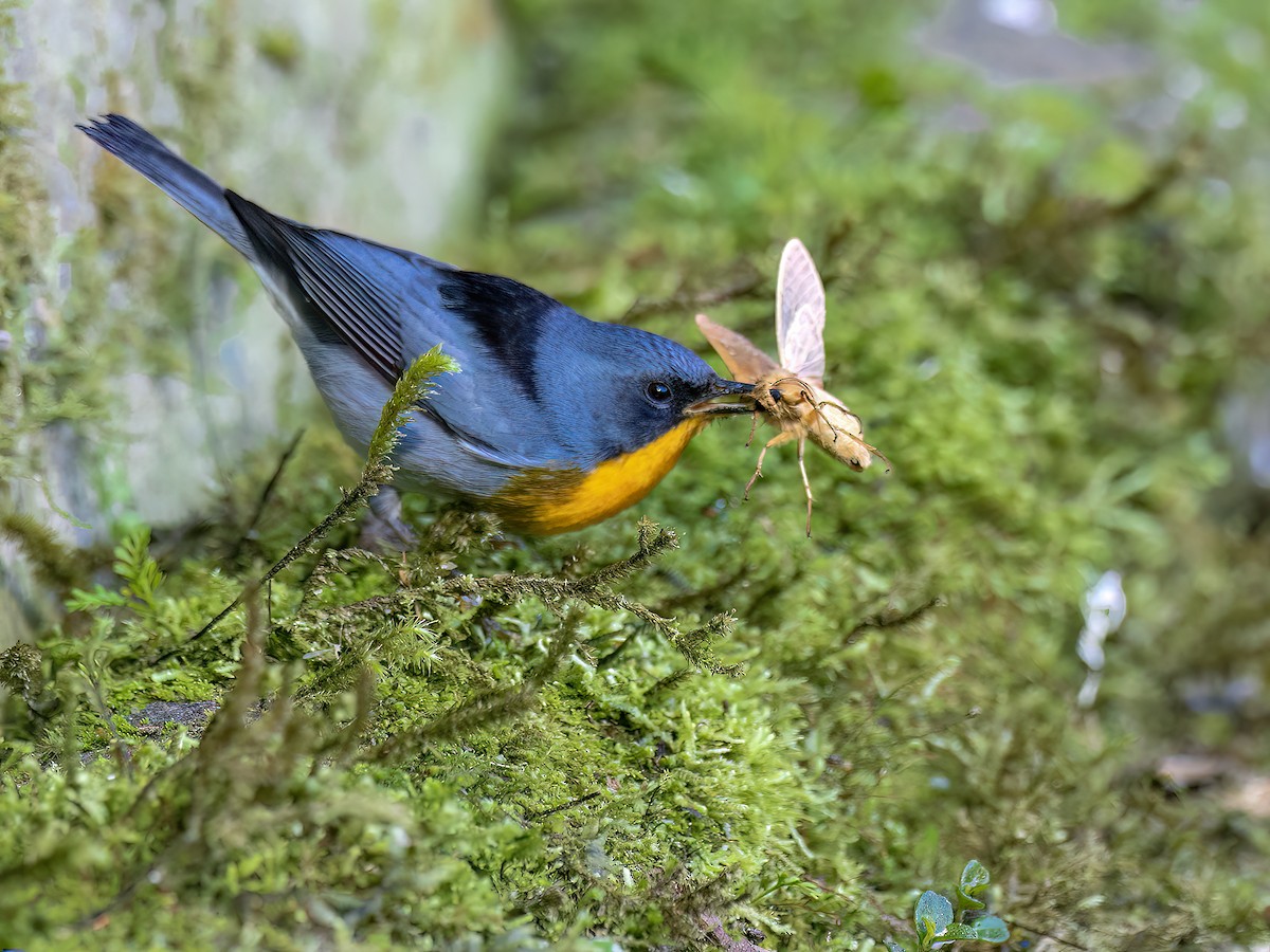 Flame-throated Warbler - ML646720411