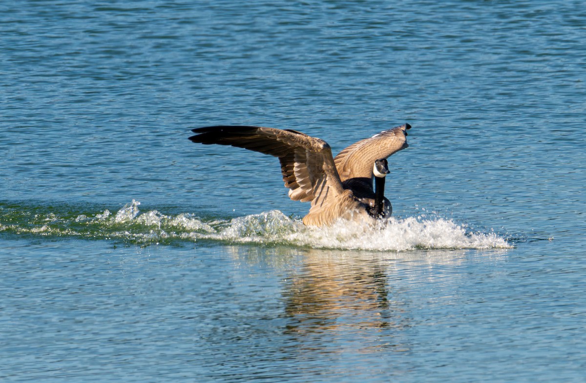 Canada Goose - ML646720413