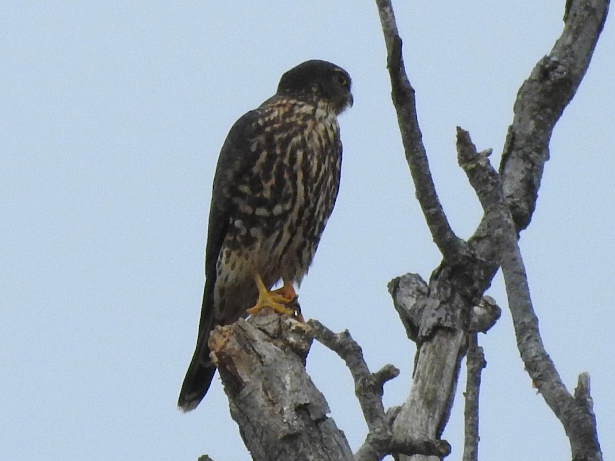 Merlin - ML646720415