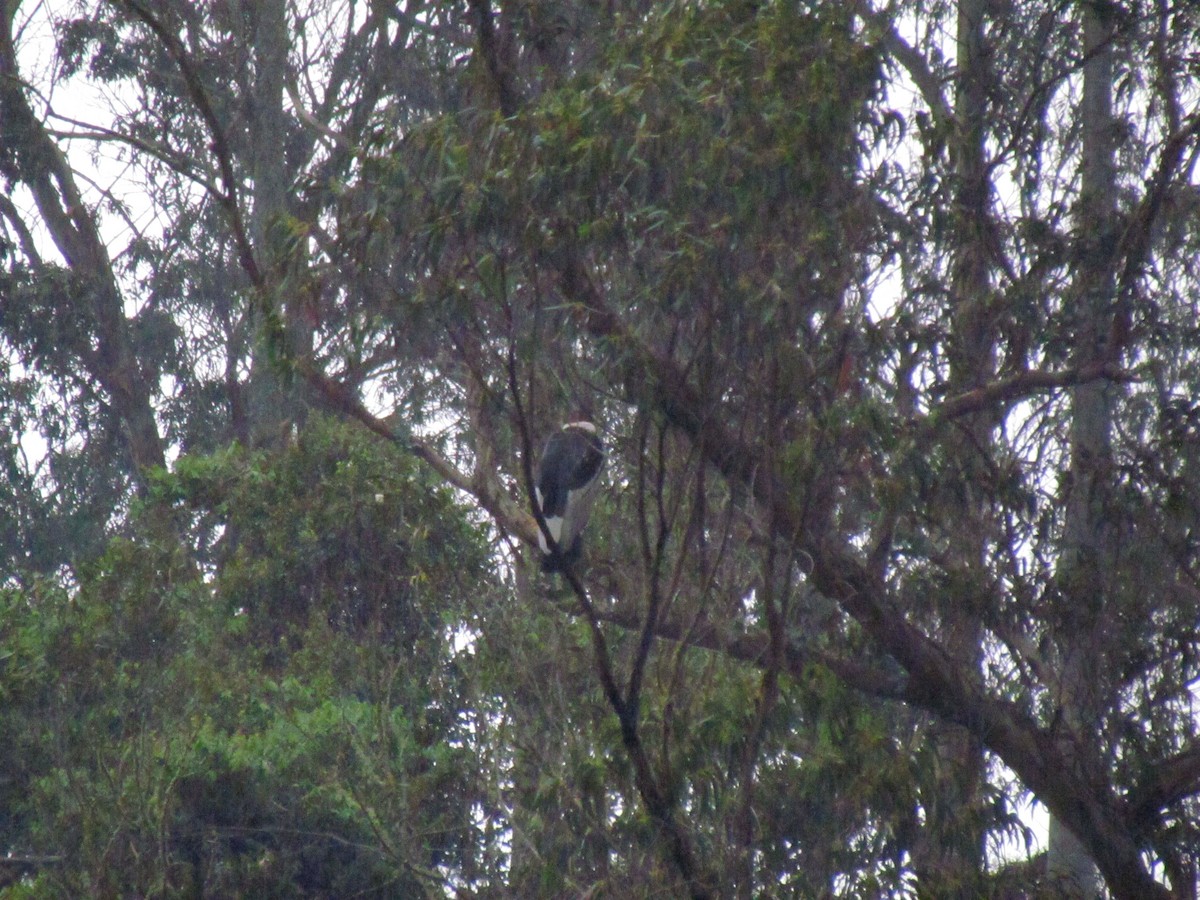 Andean Condor - ML646720416