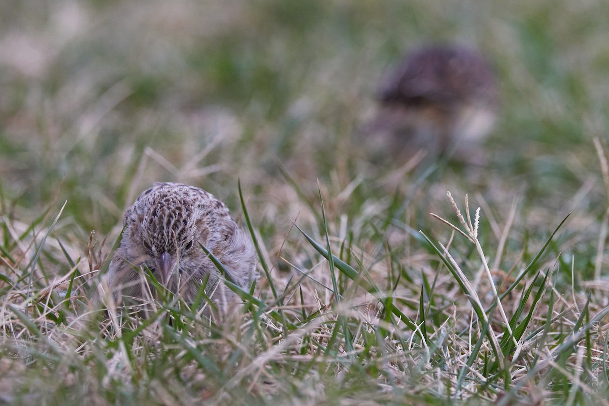 Колорадская овсянка - ML646720417