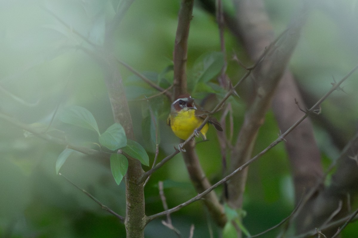 Sürmeli Kızıl Alınlı Ötleğen - ML646720419