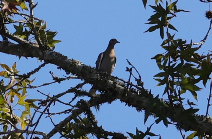 hvitvingedue - ML646720420