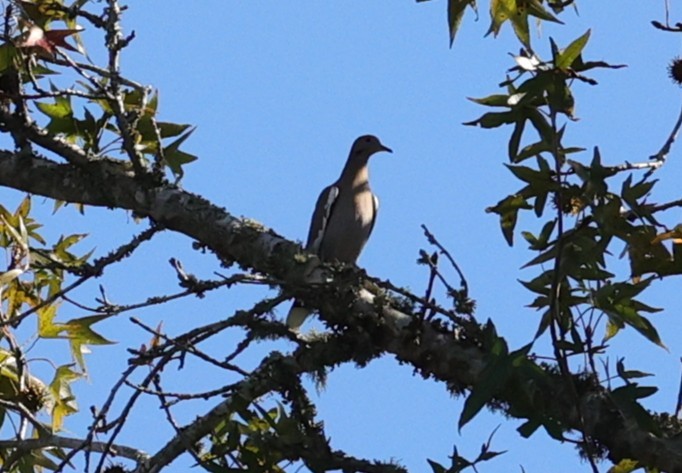 hvitvingedue - ML646720421