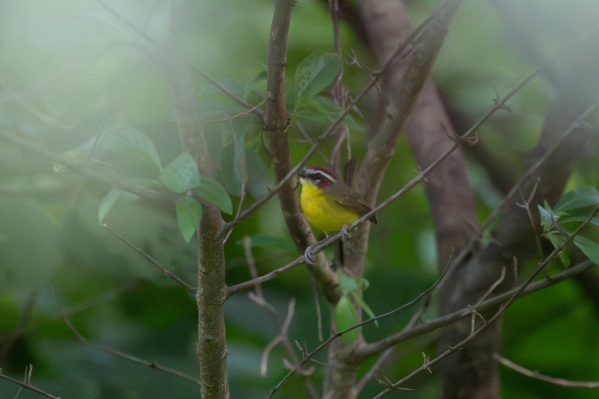 Sürmeli Kızıl Alınlı Ötleğen - ML646720422