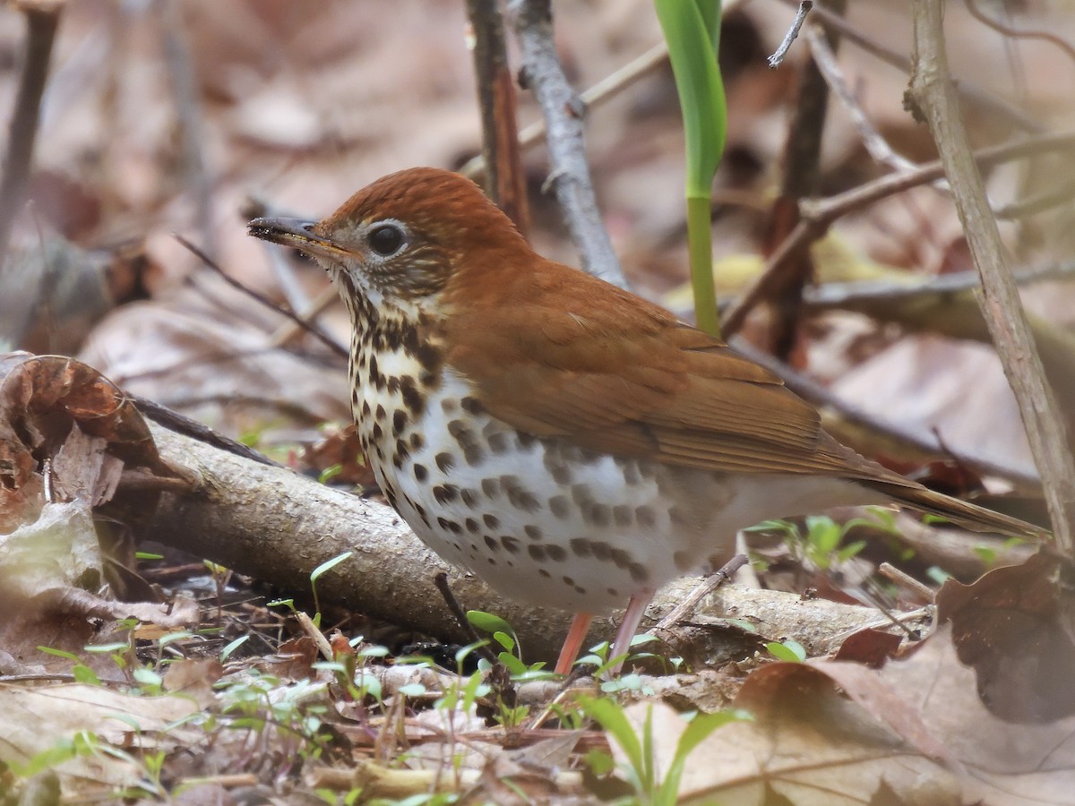 Wood Thrush - ML646720425