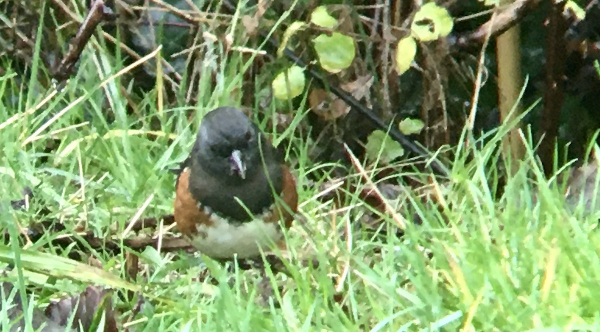 Spotted Towhee - ML646720426