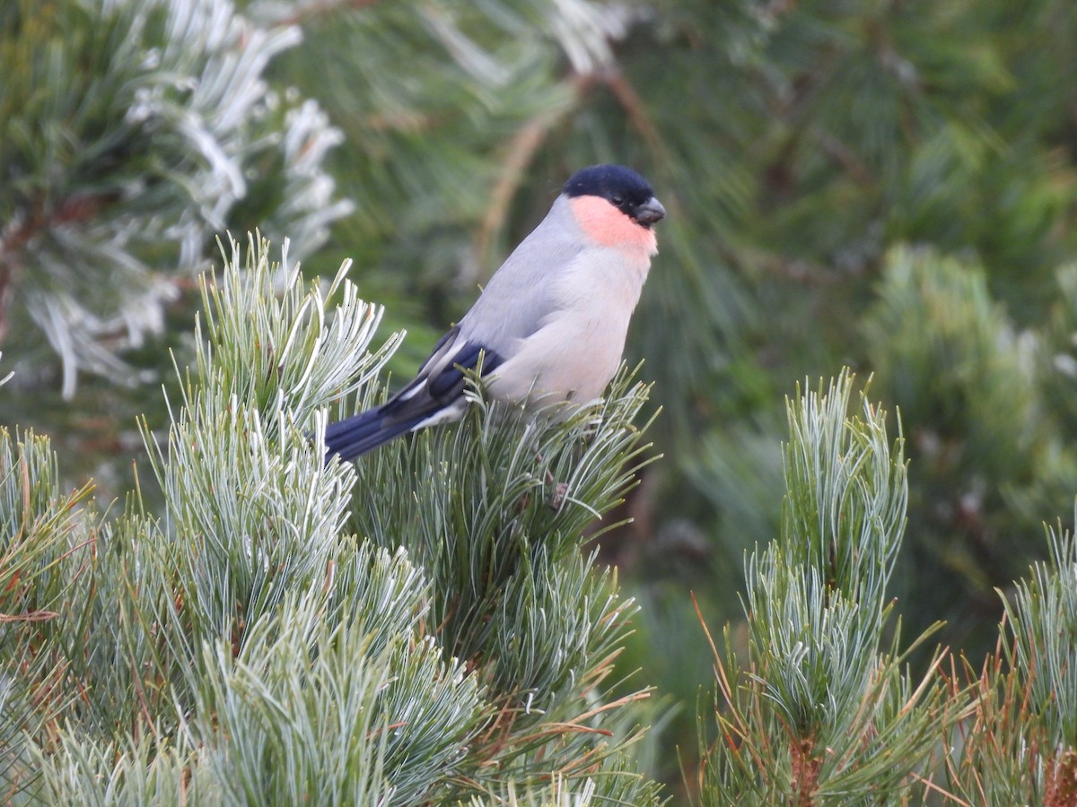 Eurasian Bullfinch - ML646720428