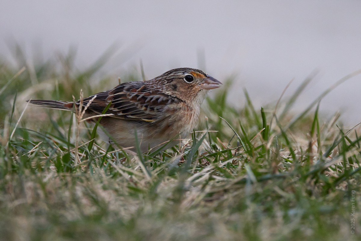 Кузнечиковая овсянка-барсучок - ML646720429