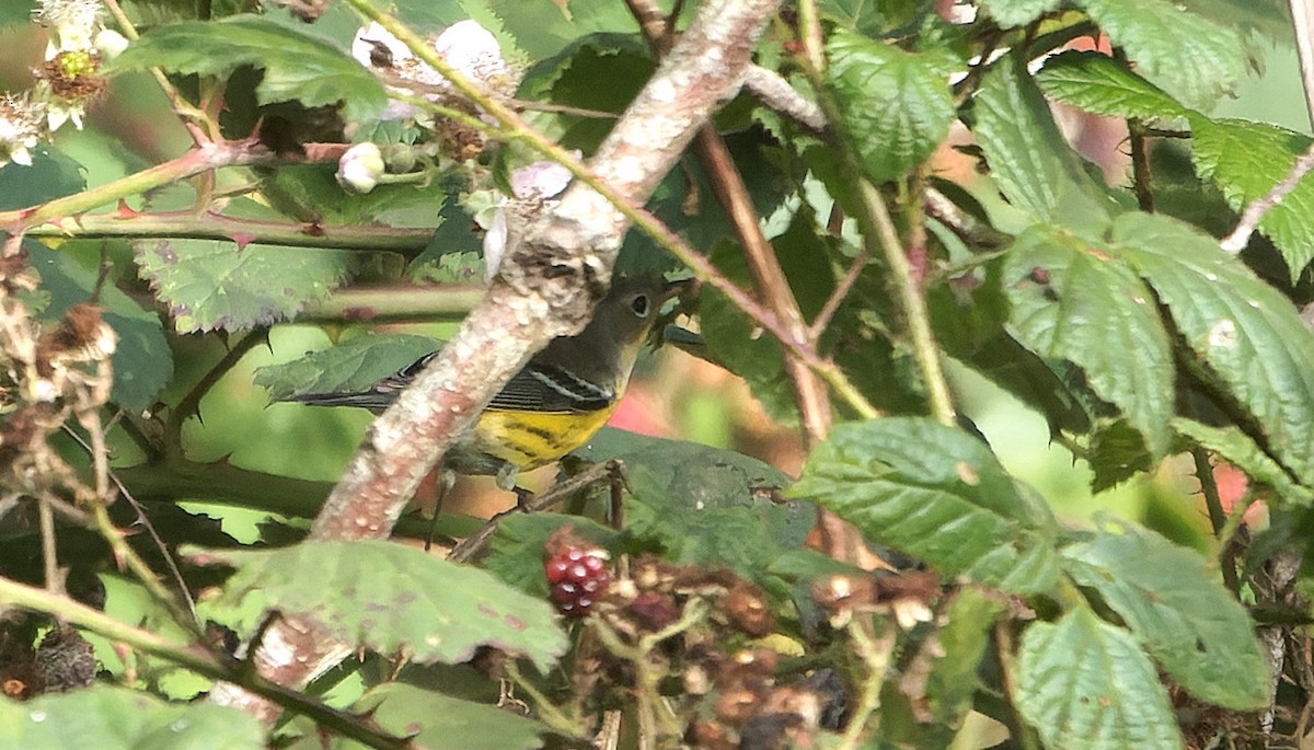 Magnolia Warbler - ML646720432