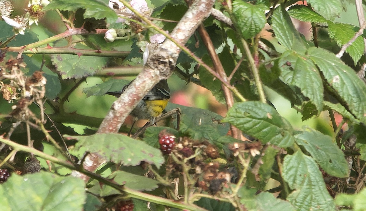 Magnolia Warbler - ML646720433