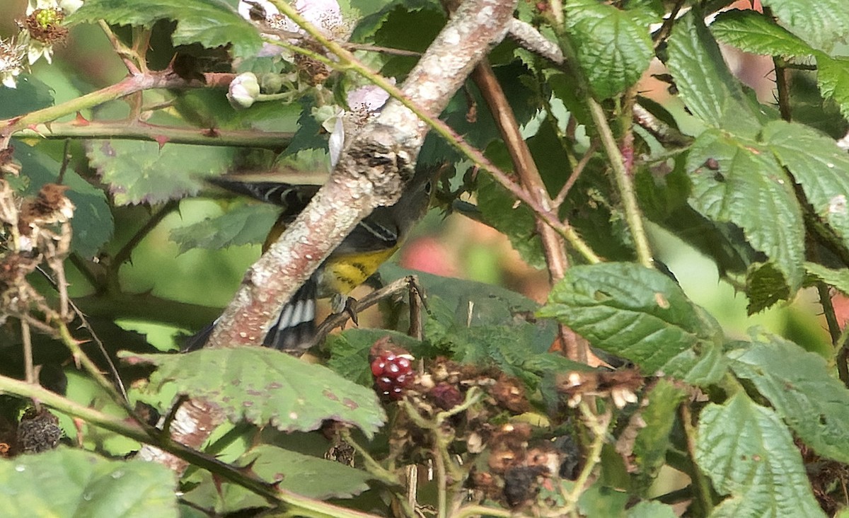 Magnolia Warbler - ML646720434