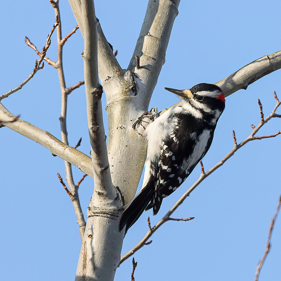 Hairy Woodpecker - ML646720435