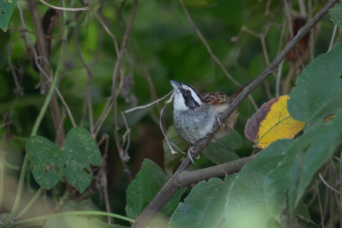 Şerit Başlı Serçe - ML646720436