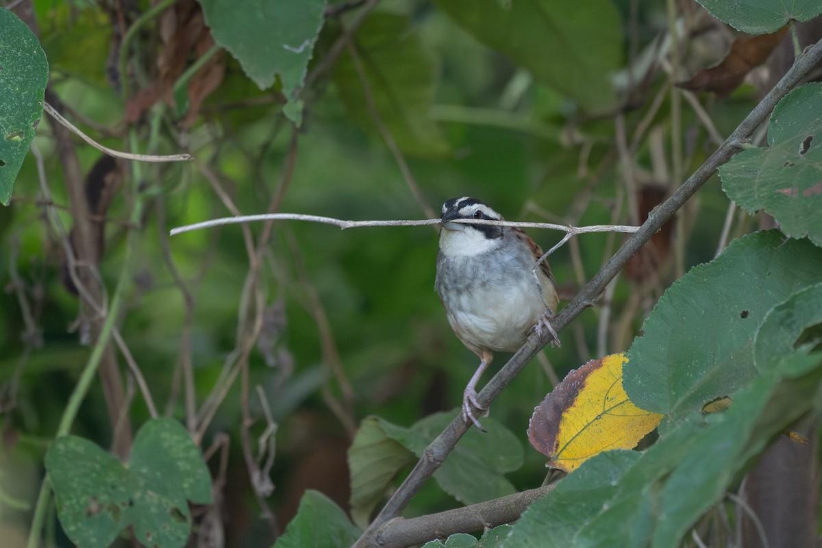 Şerit Başlı Serçe - ML646720437