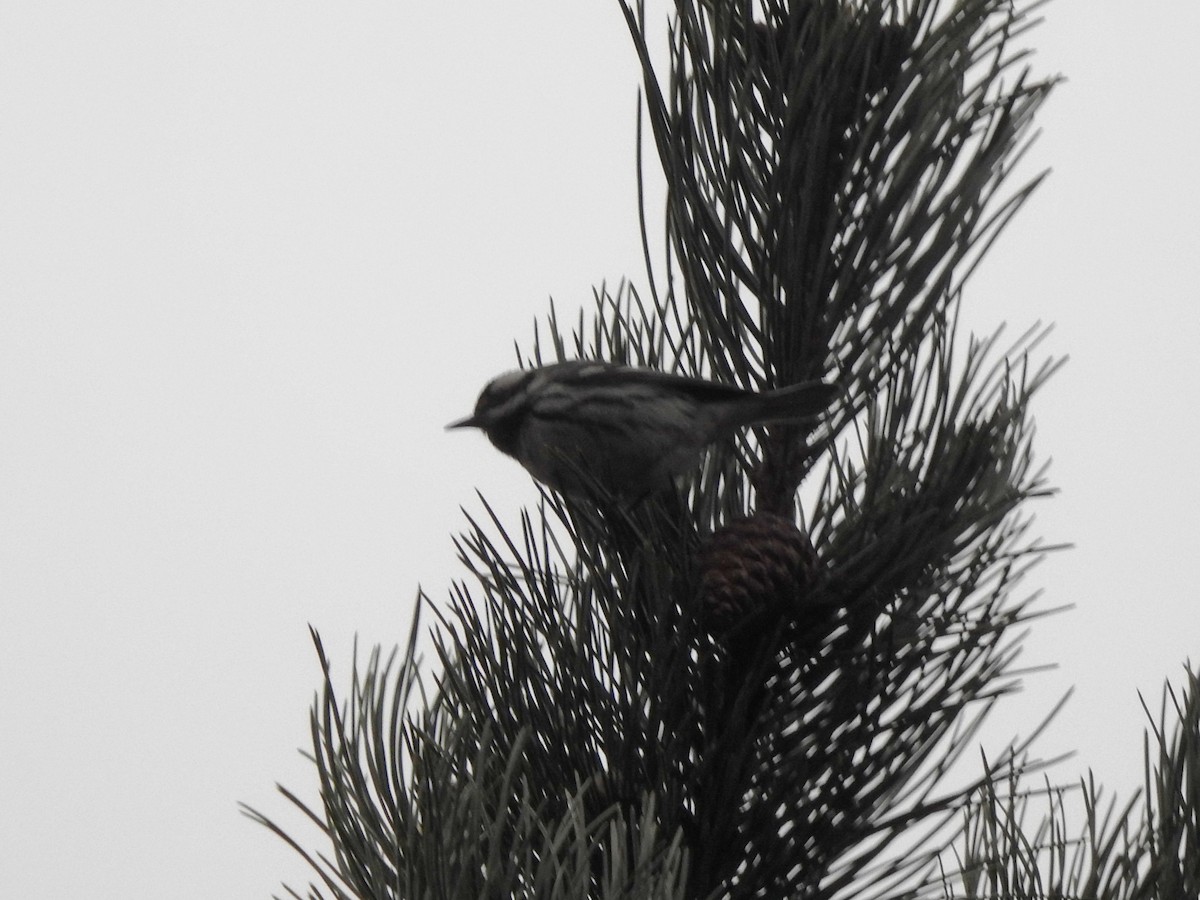 Black-throated Gray Warbler - ML646720440