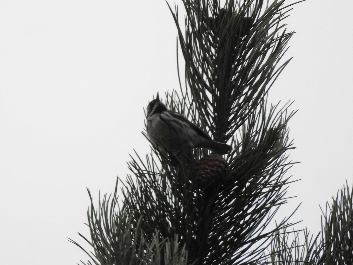 Black-throated Gray Warbler - ML646720441