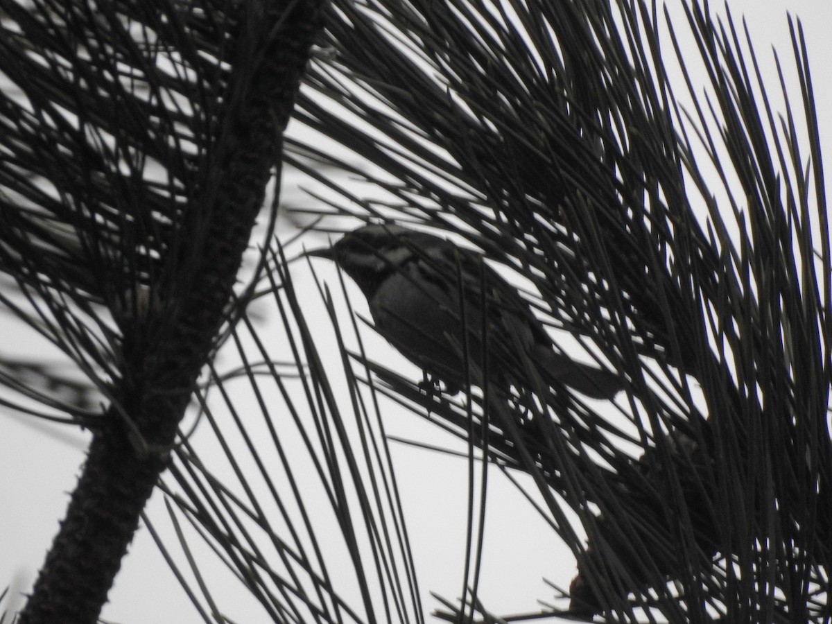 Black-throated Gray Warbler - ML646720442