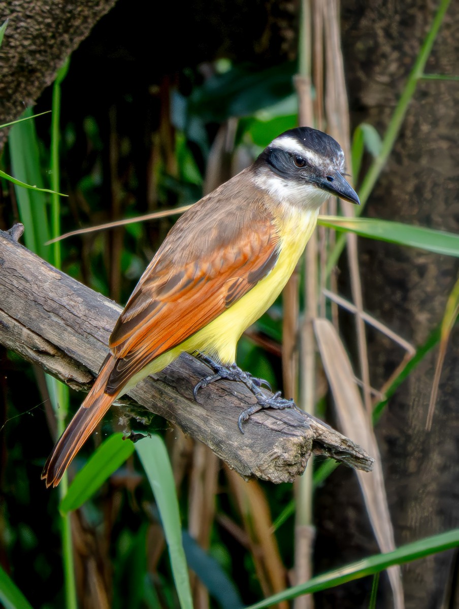 Tyran quiquivi - ML646720443